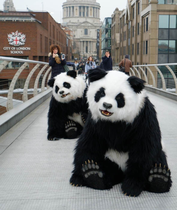 All pandas in the world are on loan from China Pandamonium in London