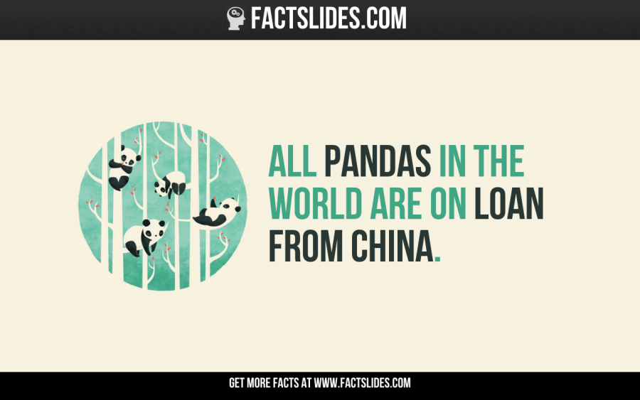 All pandas in the world are on loan from China. Panda facts, Facts