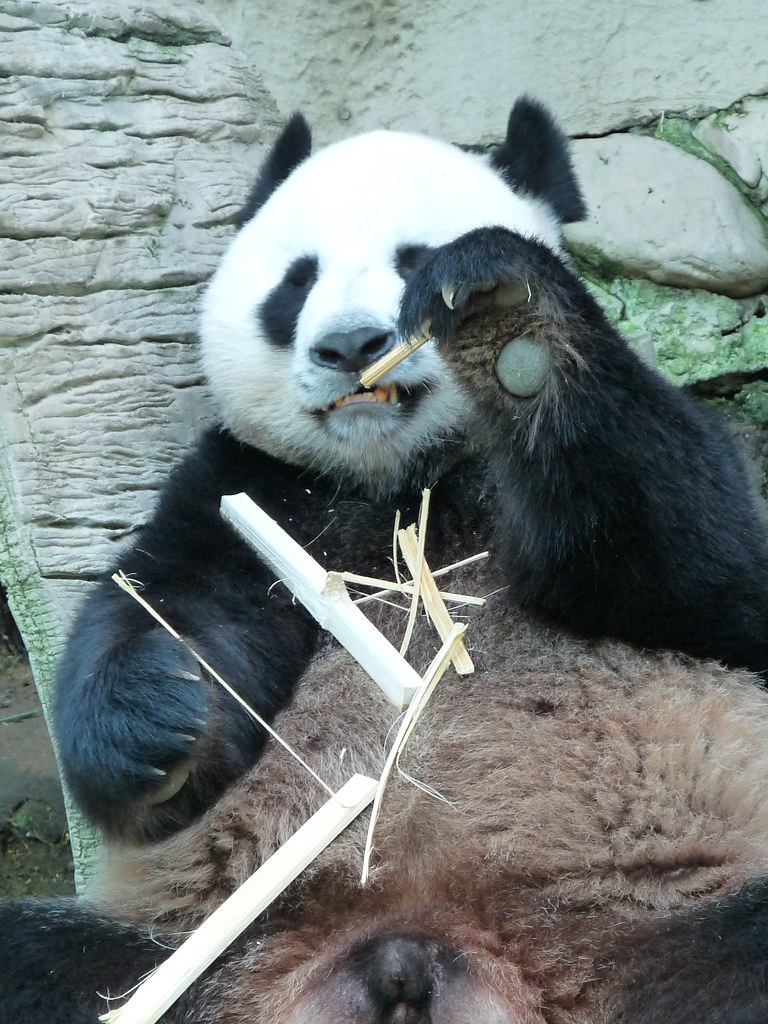 P1010831 Panda on loan from China chewing on some bamboo i… Flickr