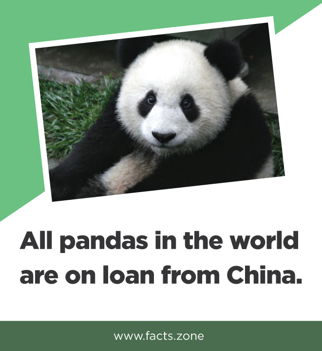 All pandas in the world are on loan from China • Facts Zone