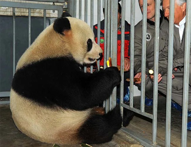 Two giant pandas arrive in Belgium on loan from China